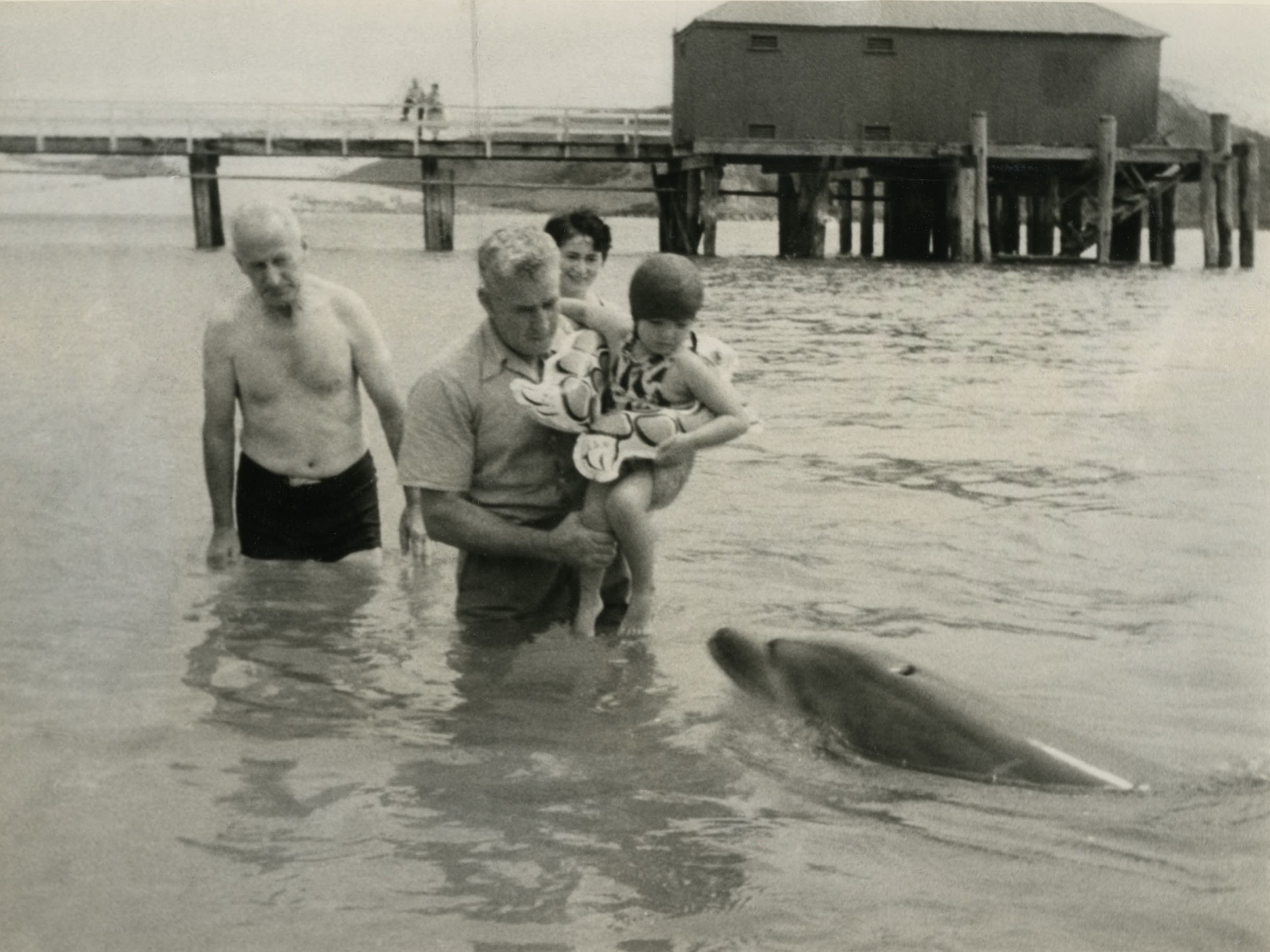 Image "Opo" (Known as "Opo Jack"), the celebrity dolphin of Opononi